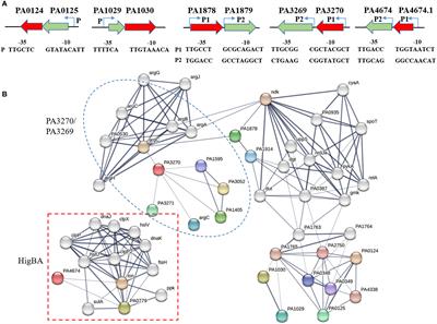 Comparative analysis of five type II TA systems identified in Pseudomonas aeruginosa reveals their contributions to persistence and intracellular survival